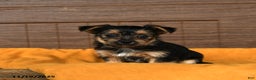 Morkie dogs for sale: Raisin - Ad 1