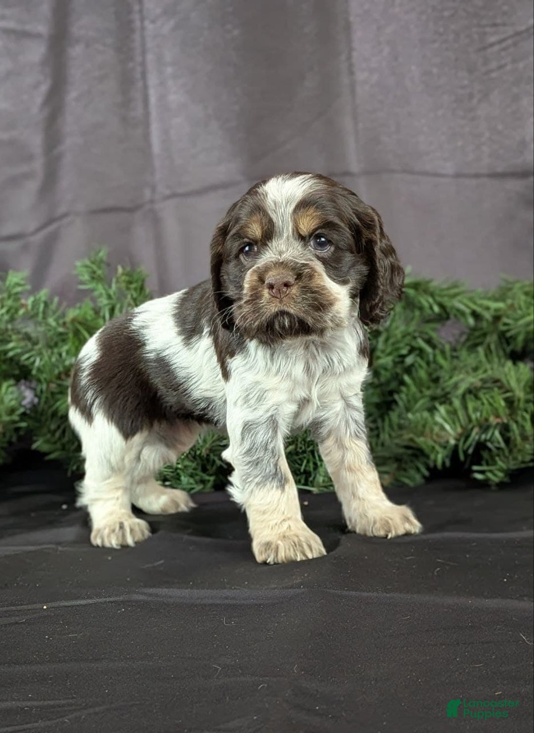 Cocker Spaniel dogs for sale: Valentina - Ad 4