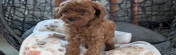 Toy Poodle dogs for sale: Waneta - Ad 4
