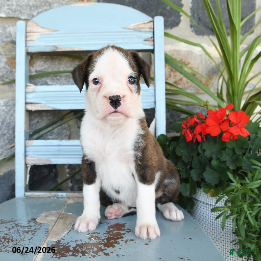 Boxer dogs Bristol - Ad 2