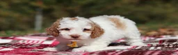 Miniature Poodle dogs for sale: Alfie (AKC) - Ad 4