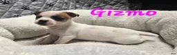 Jack Russell Terrier dogs for sale: Jack Russell Terrier Puppy 5 - Ad 4
