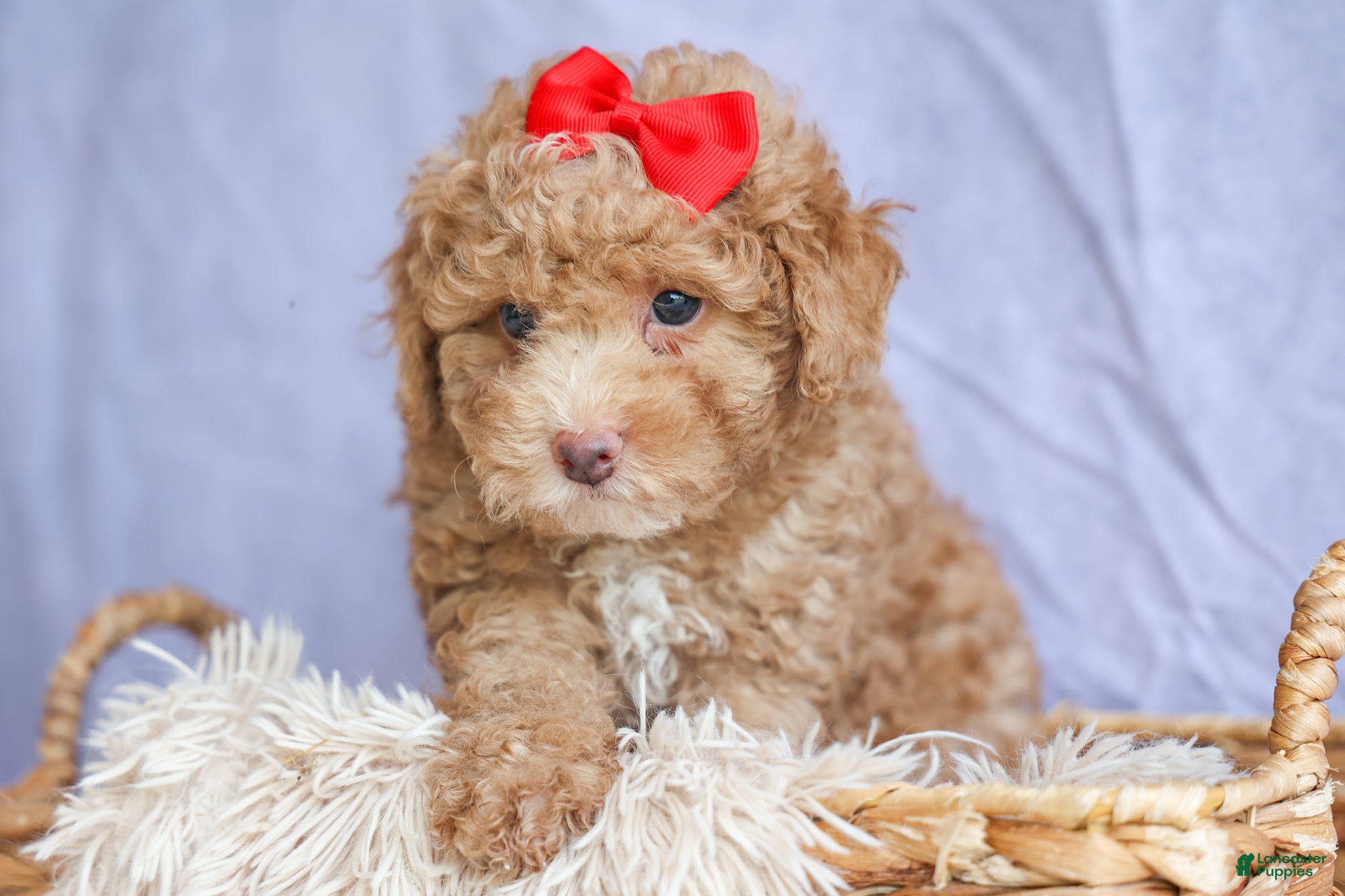 Miniature Poodle dogs ANDREW - Ad 2