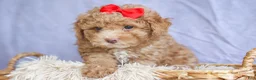 Miniature Poodle dogs for sale: ANDREW - Ad 2