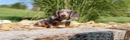 Dachshund dogs for sale: Bryce - Ad 7