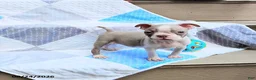 Boston Terrier dogs for sale: Roland - Ad 8