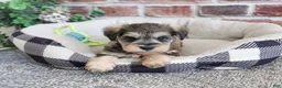 Miniature Schnauzer dogs for sale: Ranger  - Ad 6