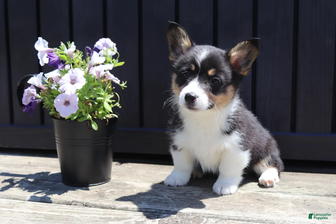 Welsh Corgi Pembroke dogs for sale: Isla - Ad 6