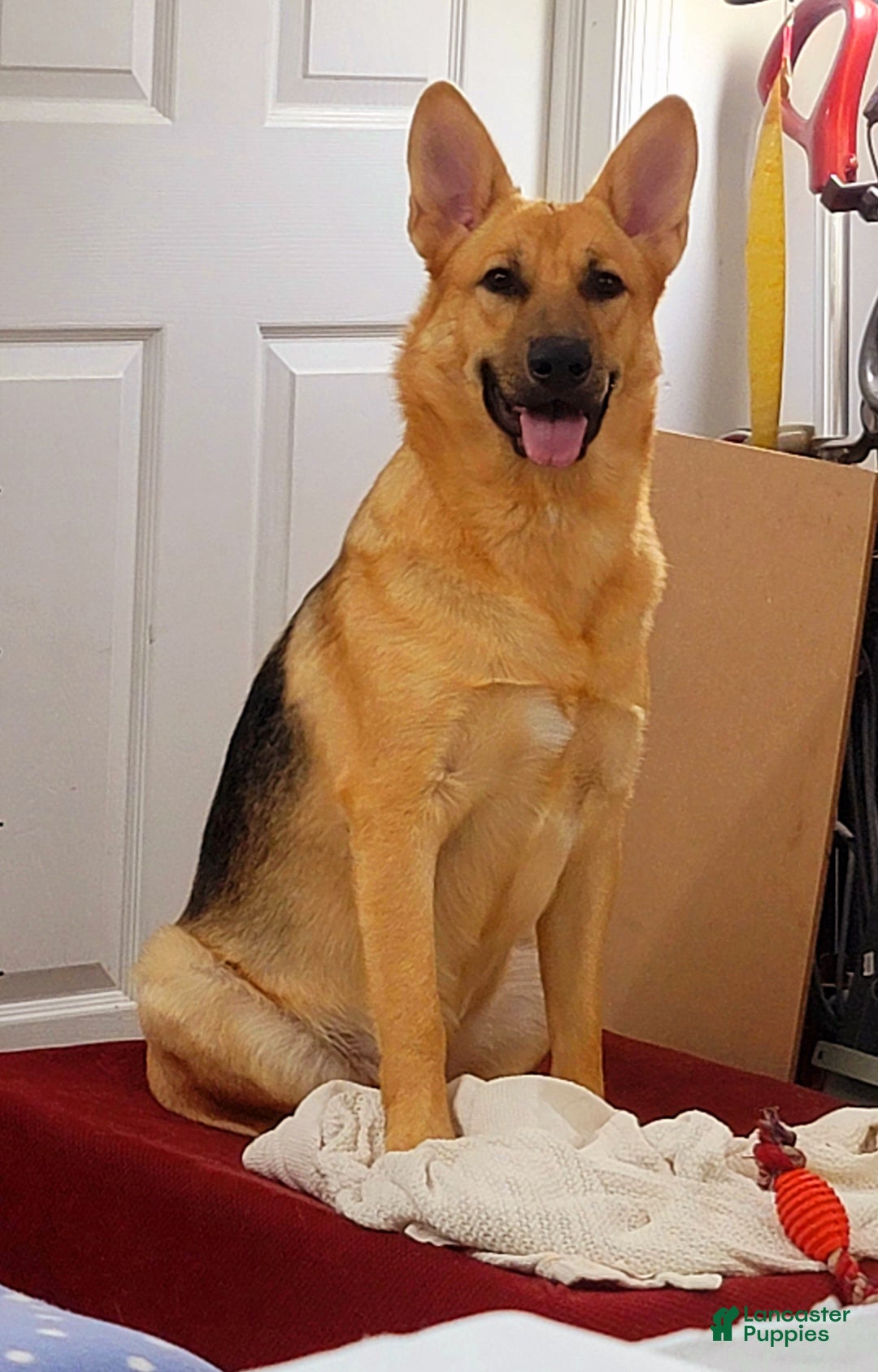 German Shepherd dogs for sale: BABY - Ad 7