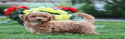 Miniature Poodle dogs for sale: Peanut - Ad 1