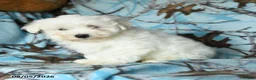 Maltese dogs for sale: Irresistible - Ad 3