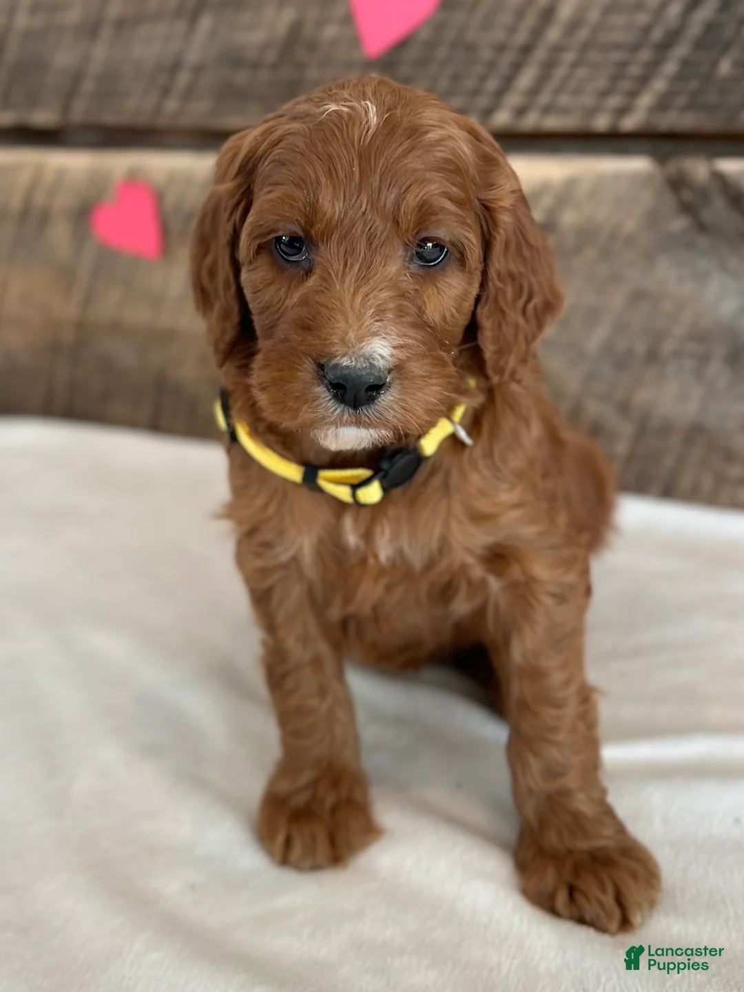 Irish Doodle dogs for sale: Daisy - Ad 1