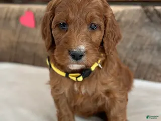 Irish Doodle dogs Daisy - Ad 38