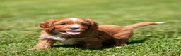 Cavapoo dogs for sale: Happy Cavapoo  - Ad 4