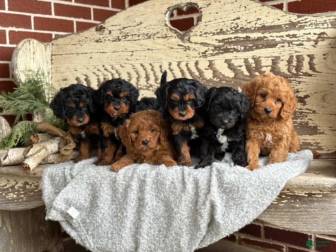 Mixed Breed dogs for sale: Stott - Ad 16