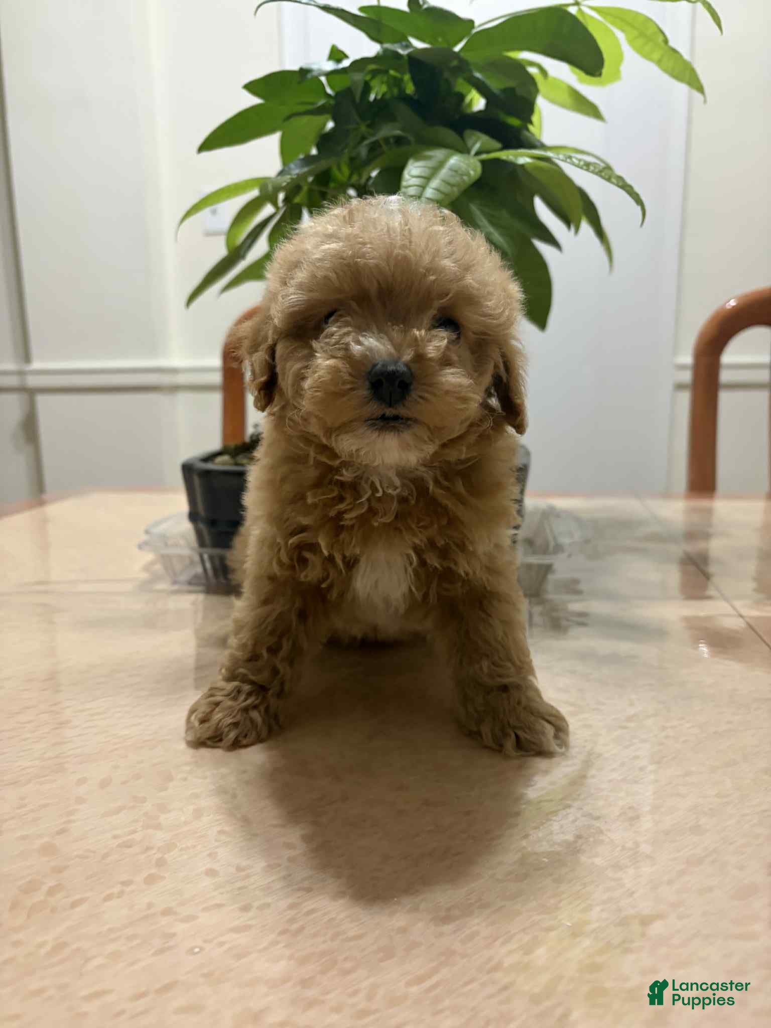 Toy Poodle dogs Spank - Ad 31