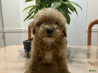 Toy Poodle dogs Spank - Ad 31