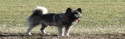 Norwegian Elkhound dogs for sale: Frankie - Ad 3
