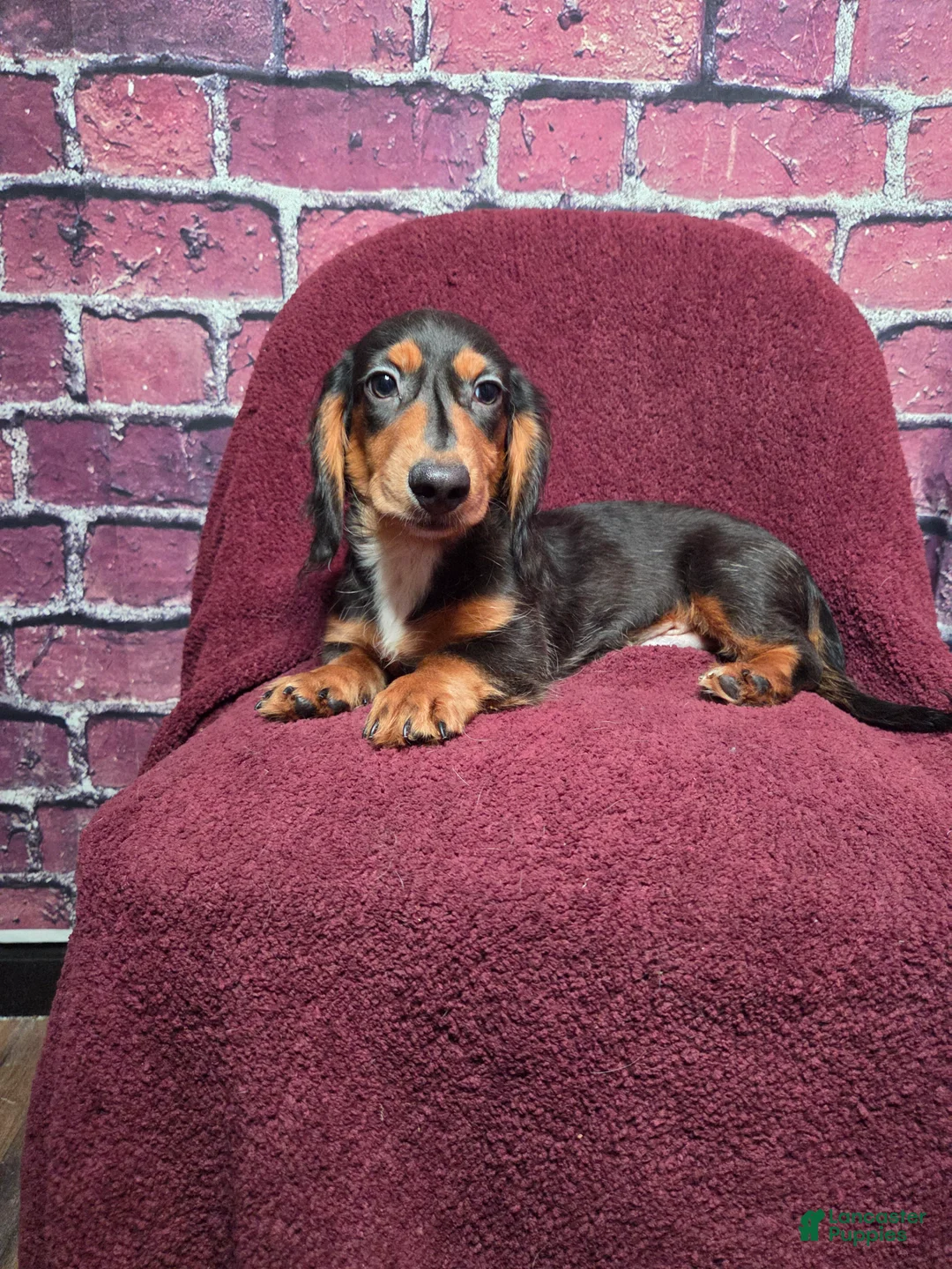 Miniature Dachshund dogs for sale: Max - Ad 1