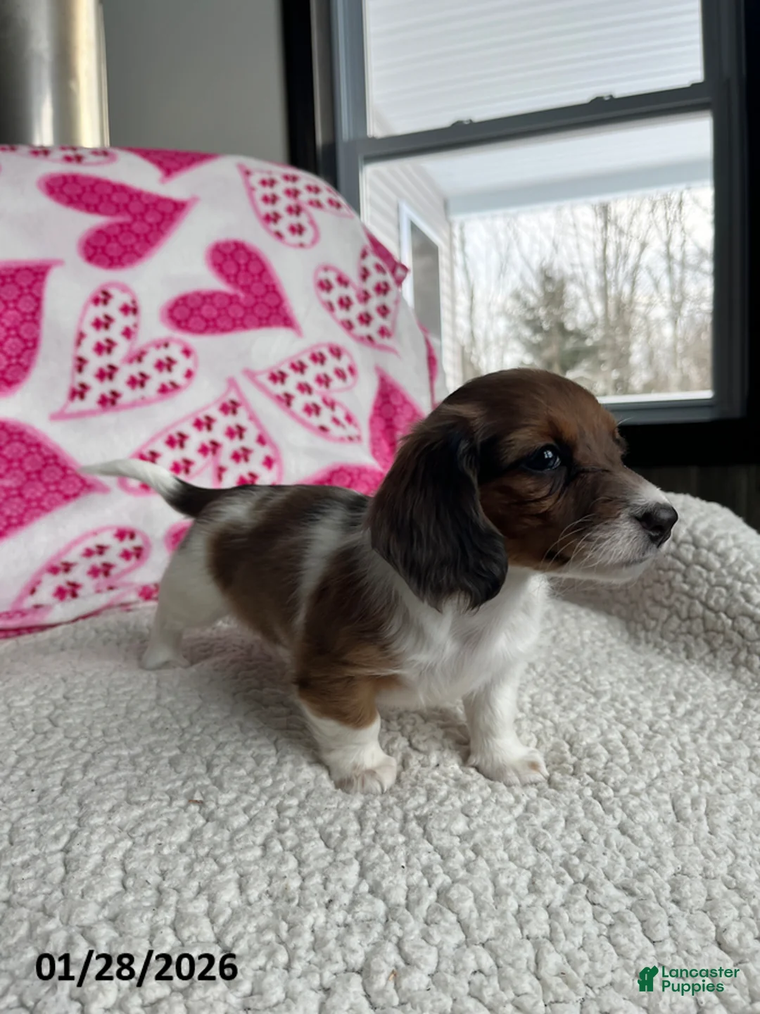 Miniature Dachshund dogs for sale: Rosie Bud - Ad 3