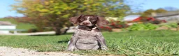 German Shorthaired Pointer dogs for sale: Allie - Ad 3