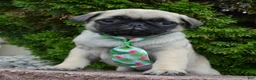 Pug dogs for sale: Paxton - Ad 11