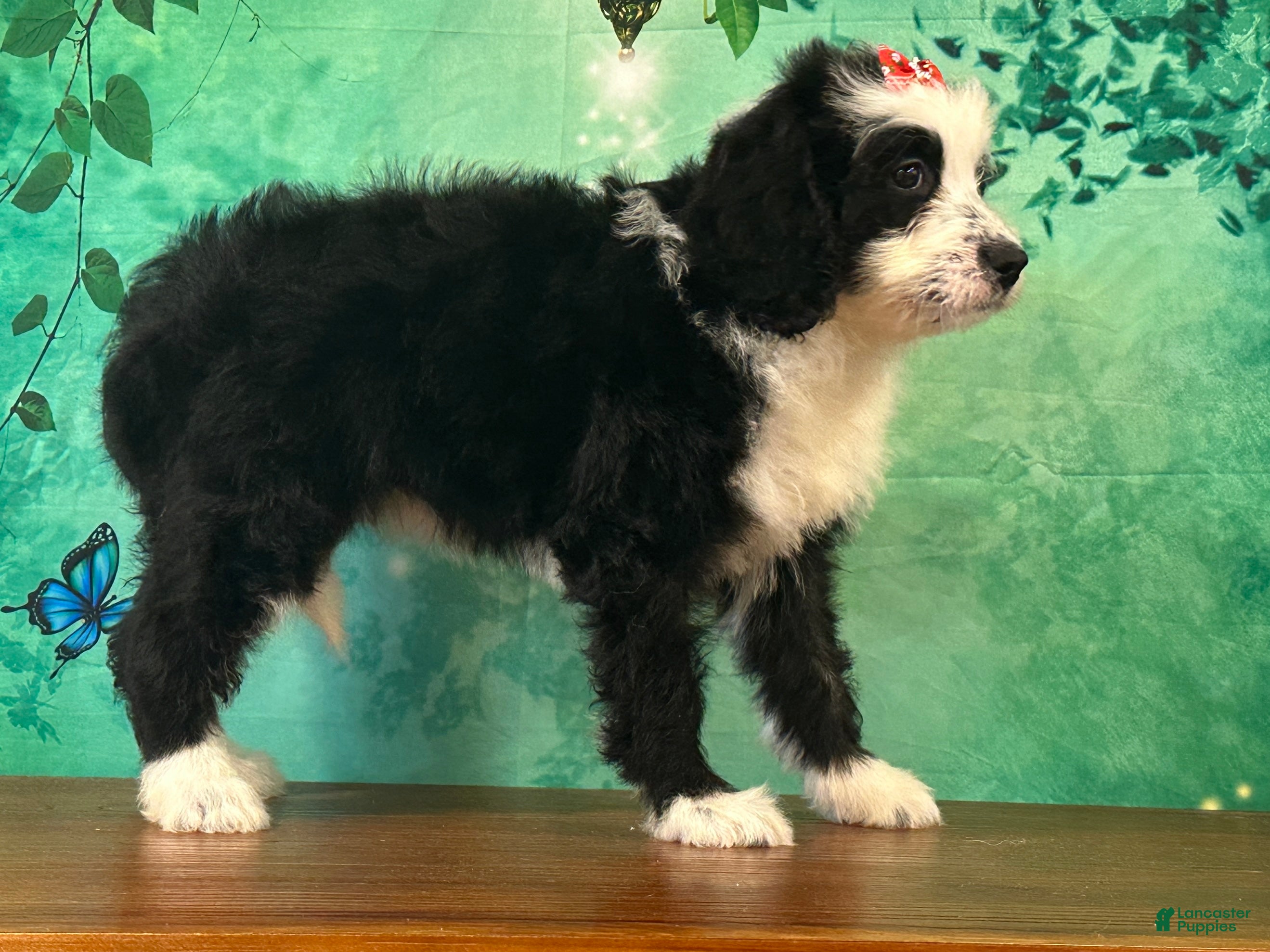 Bernedoodle dogs Bonnie - Ad 2