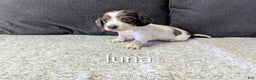 Miniature Dachshund dogs for sale: Luna - Ad 1