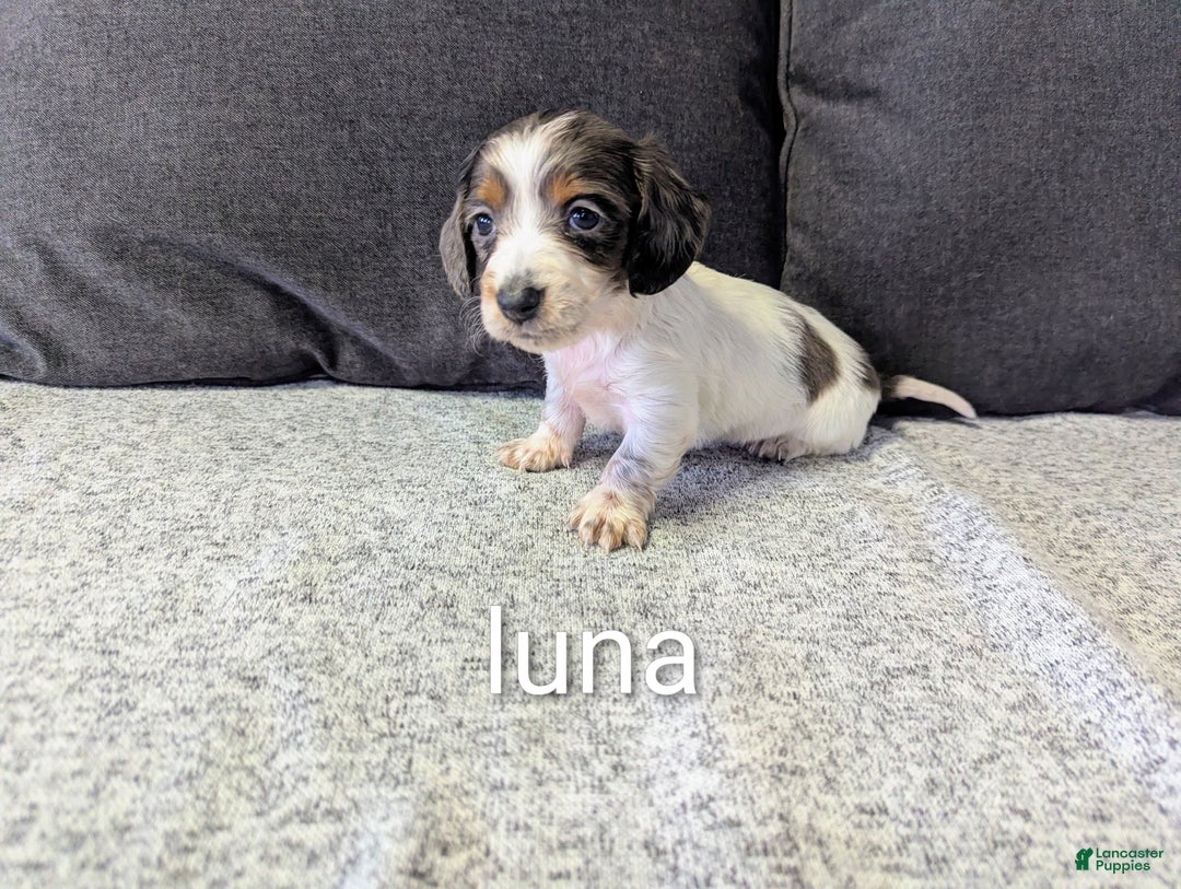 Miniature Dachshund dogs for sale: Luna - Ad 1
