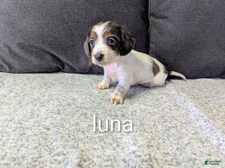 Miniature Dachshund dogs Luna - Ad 36