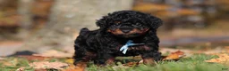 Miniature Poodle dogs for sale: Carson (AKC) - Ad 5
