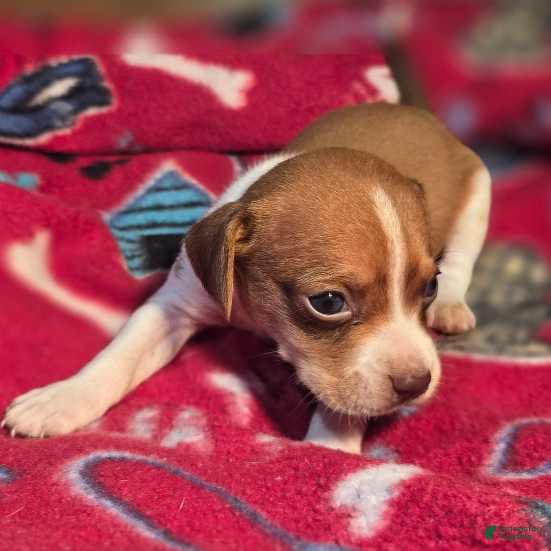 Beagle dogs for sale: Logan Queen Elizabeth Pocket Beagle - Ad 10