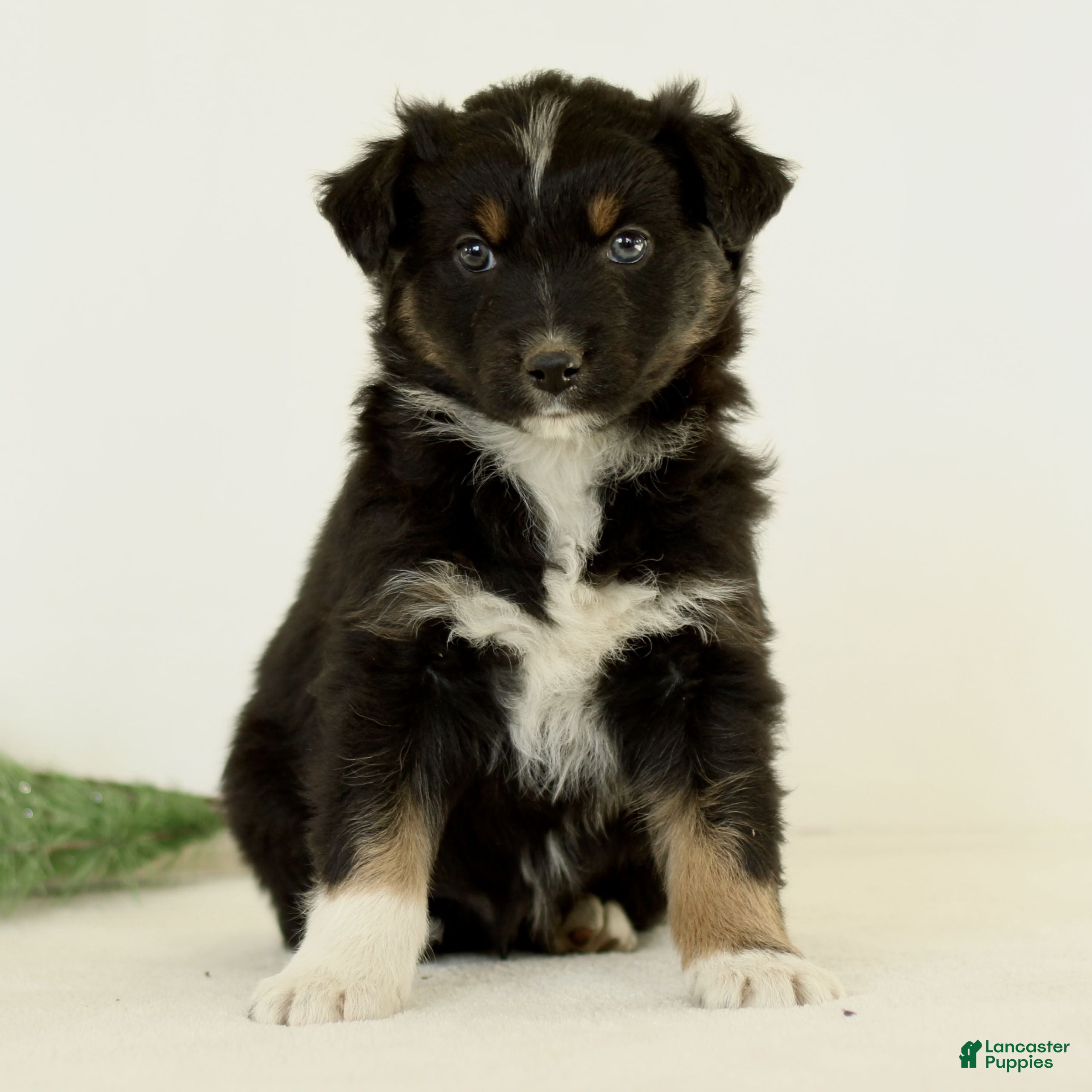 Australian Shepherd dogs Gabe  - Ad 36