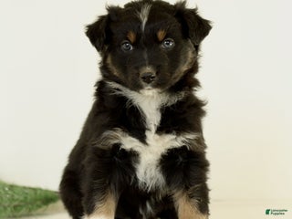 Australian Shepherd dogs Gabe - Ad 27