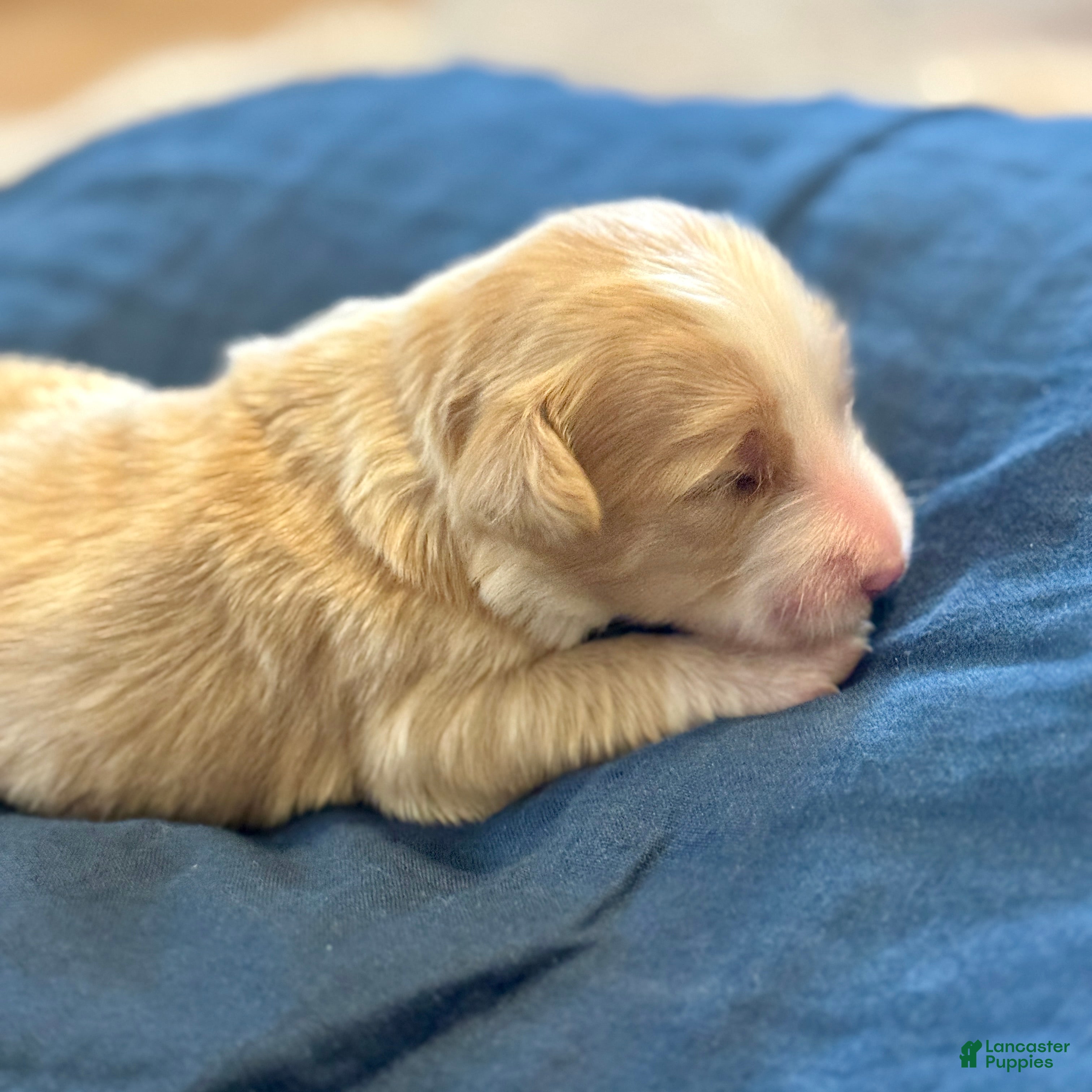 Bernedoodle dogs Candy - Ad 2