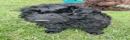 Labradoodle dogs for sale: Shadow - Ad 9