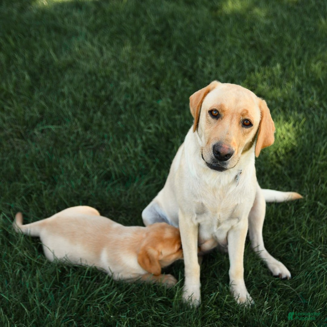 Hunter for sale in Strasburg Lancaster Puppies - Main Image
