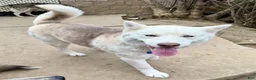 Siberian Husky dogs for sale: Siberian Husky 1 - Ad 2