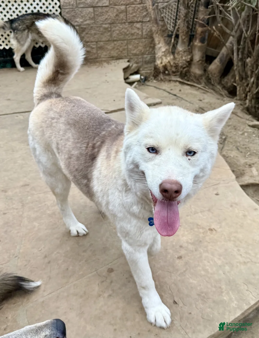 Siberian Husky dogs for sale: Siberian Husky 1 - Ad 2