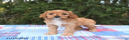 Cavapoo dogs for sale: Franklin - Ad 3