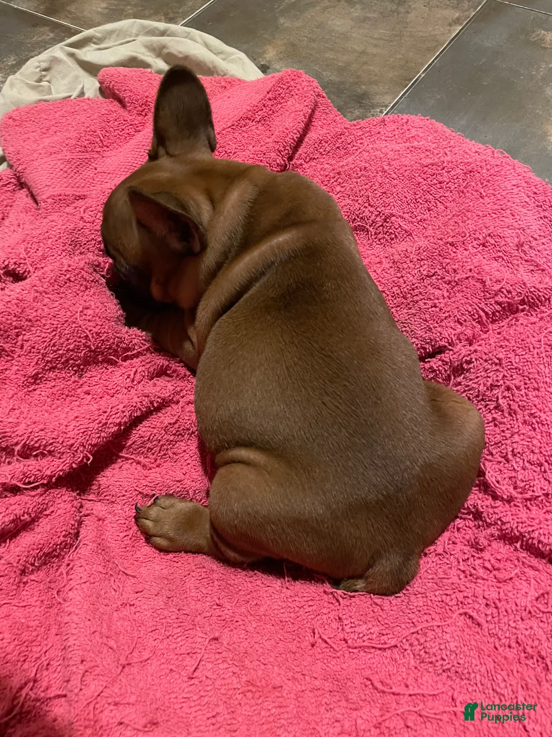French Bulldog dogs for sale: Chase - Ad 3