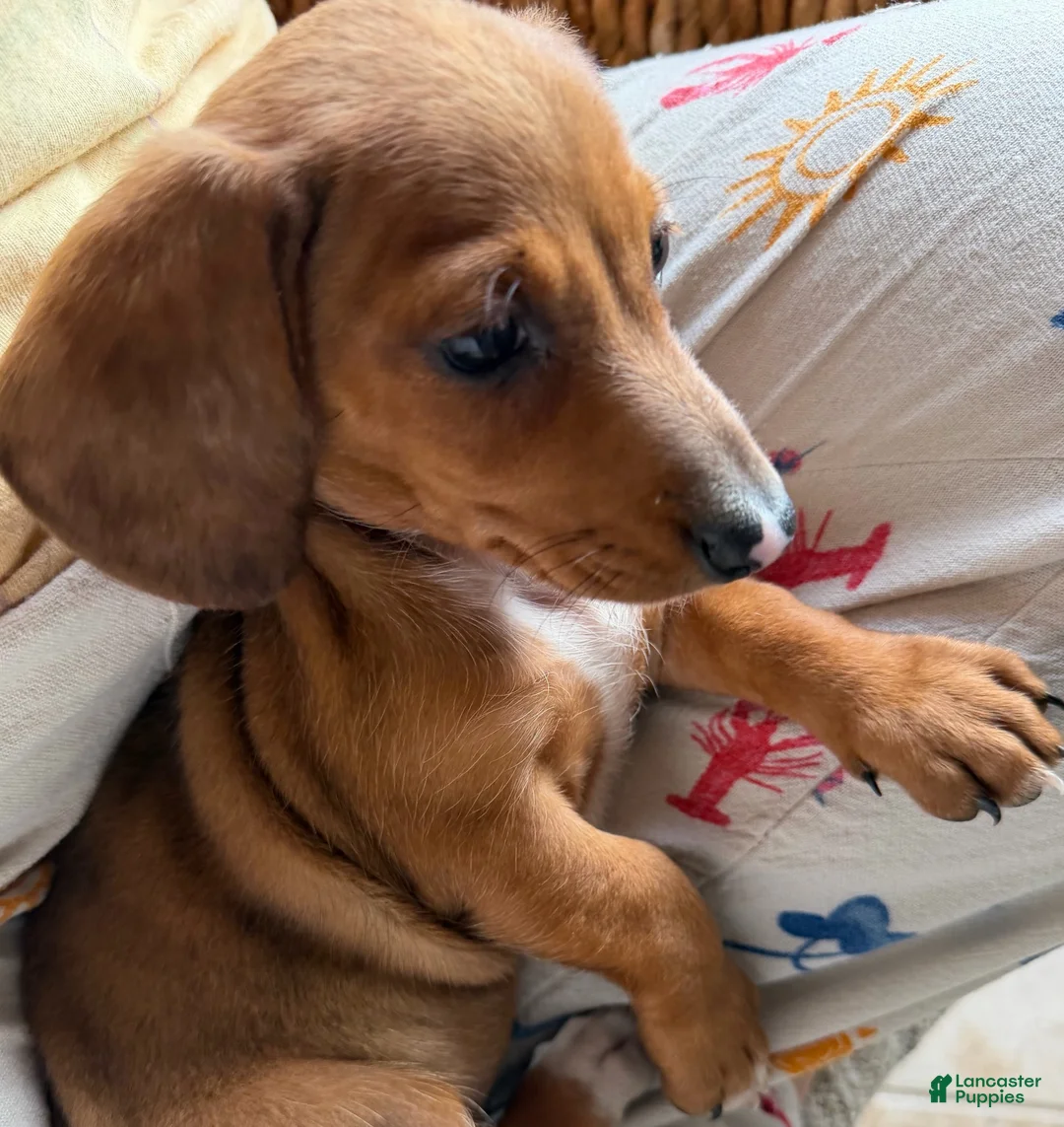 Dachshund dogs for sale: Sophie - Ad 2