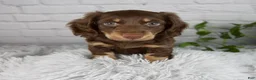 Miniature Dachshund dogs for sale: Cleo - Ad 7