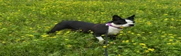 Boston Terrier dogs for sale:  Willow - Ad 10