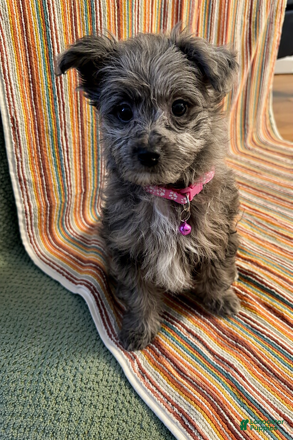 Pomapoo dogs Daisy  - Ad 2