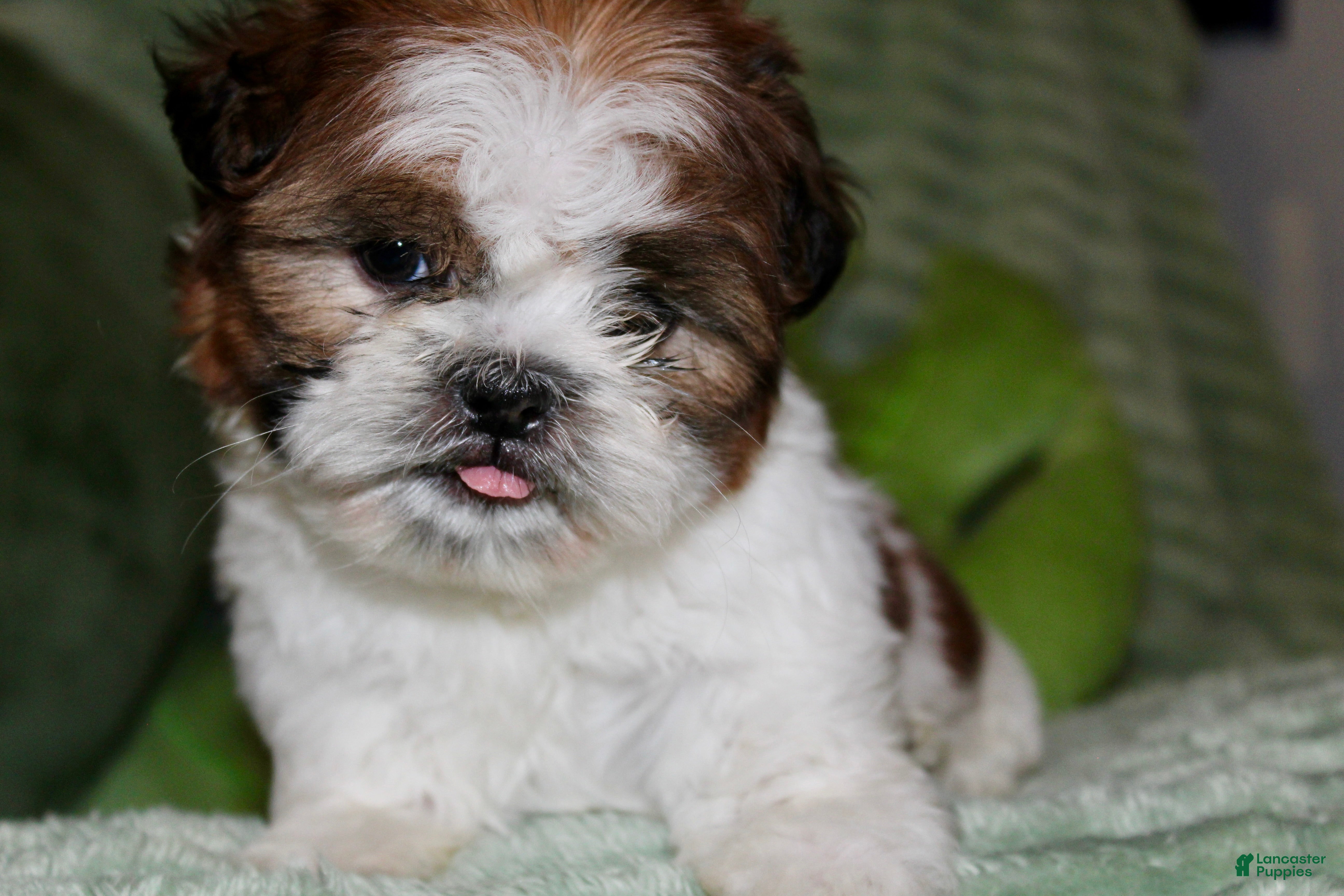 Shih Tzu dogs CJ - Ad 41