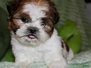 Shih Tzu dogs CJ - Ad 41