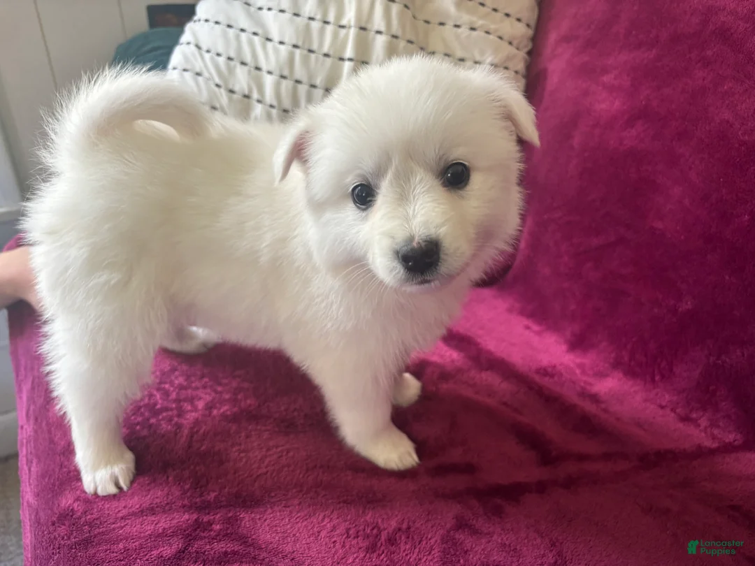 American Eskimo dogs for sale: Kiah - Ad 1
