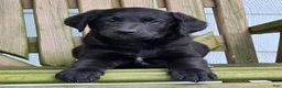 Labradoodle dogs for sale: Smudge - Ad 5