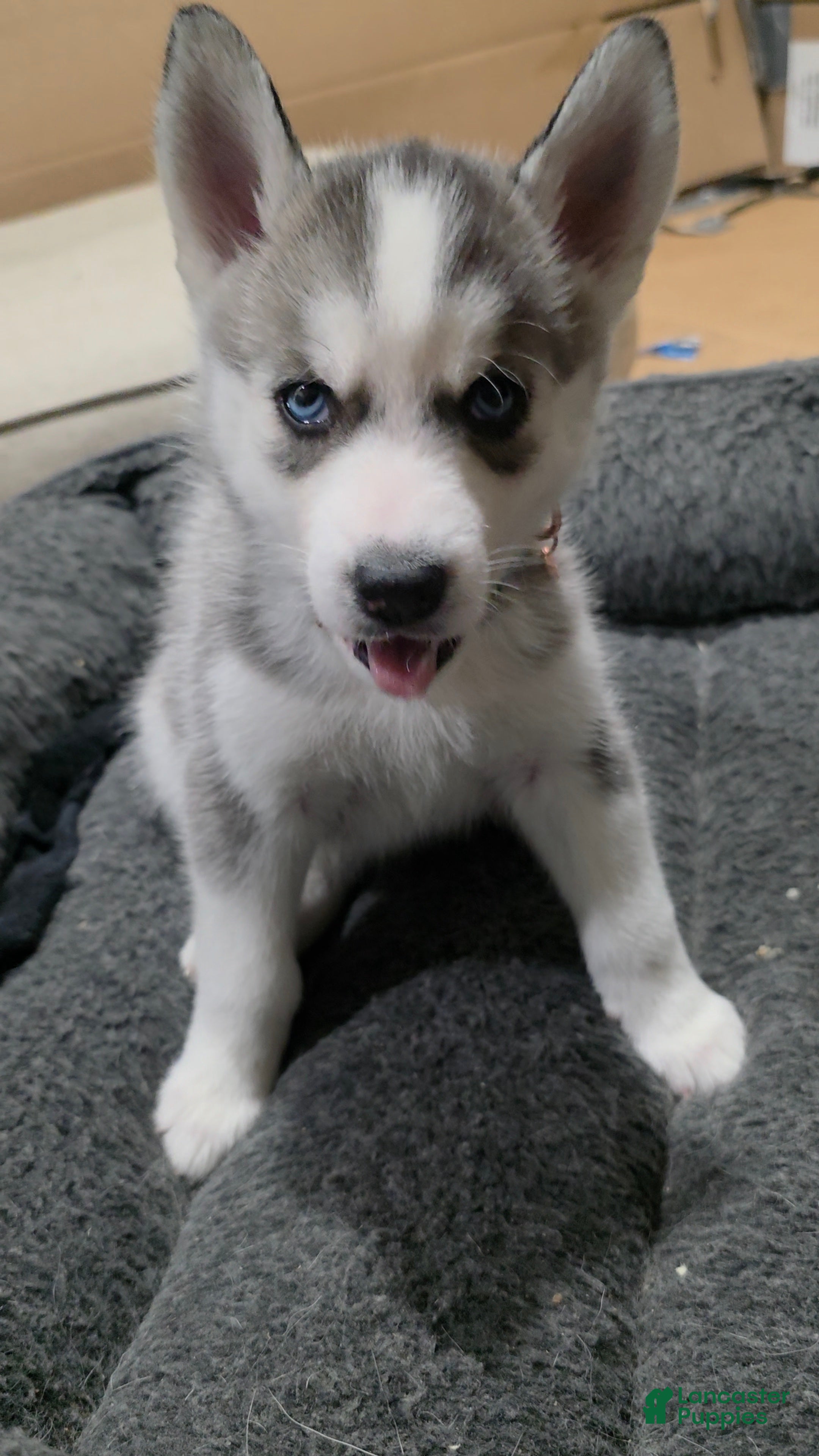 Siberian Husky dogs Siberian Husky Puppy 3 - Ad 23